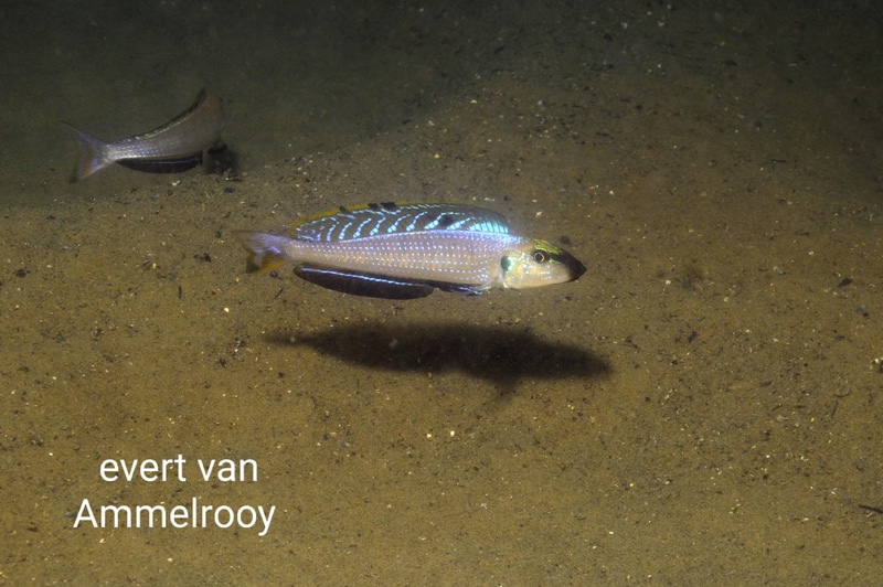 Enantiopus melanogenys 'Isanga Bay'